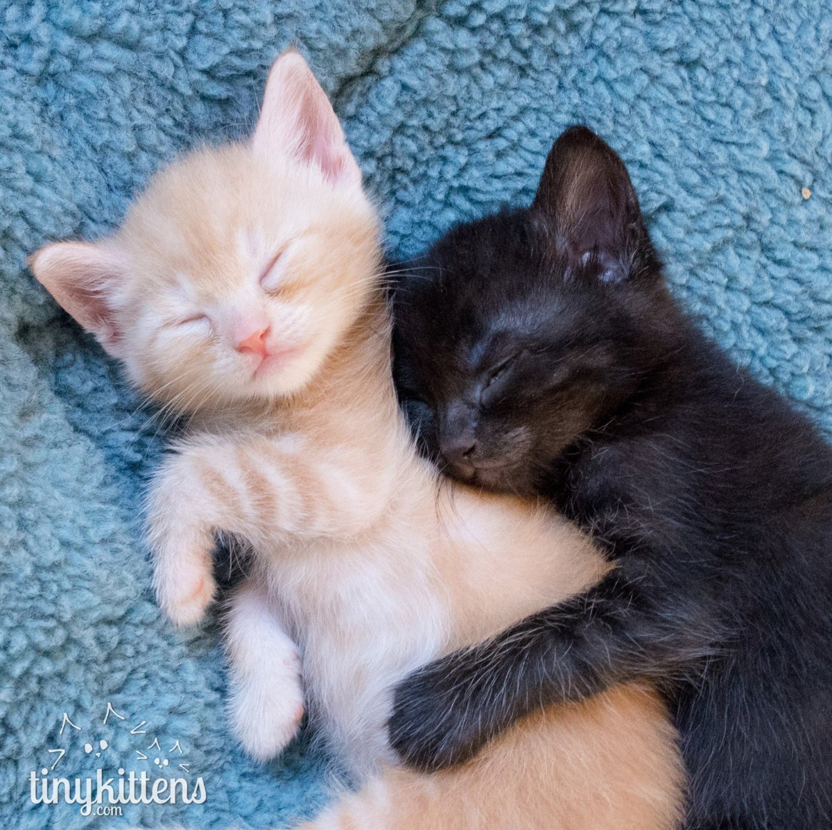 2 Маленьких котенка обнимаются