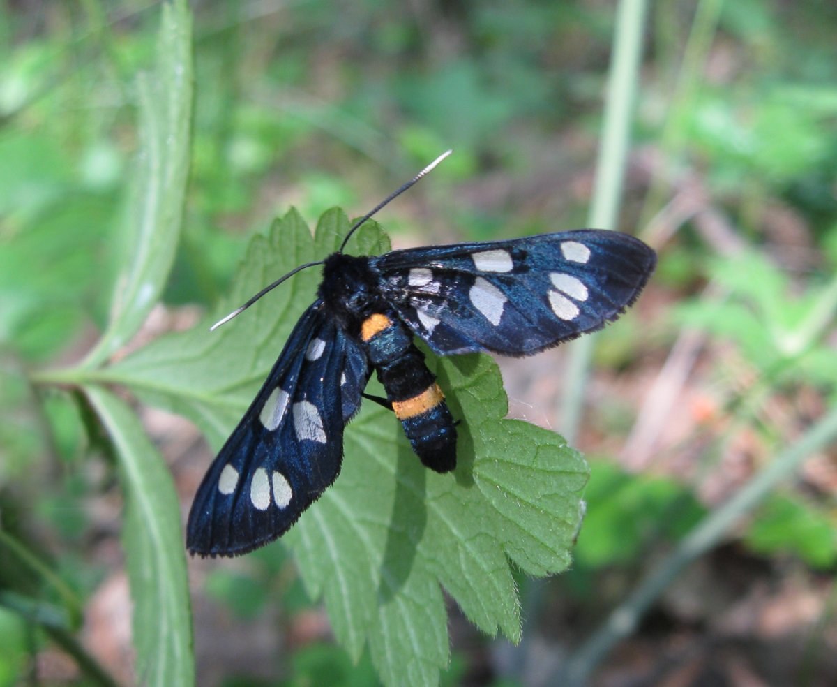 Бабочка Creatonotos Gangis.