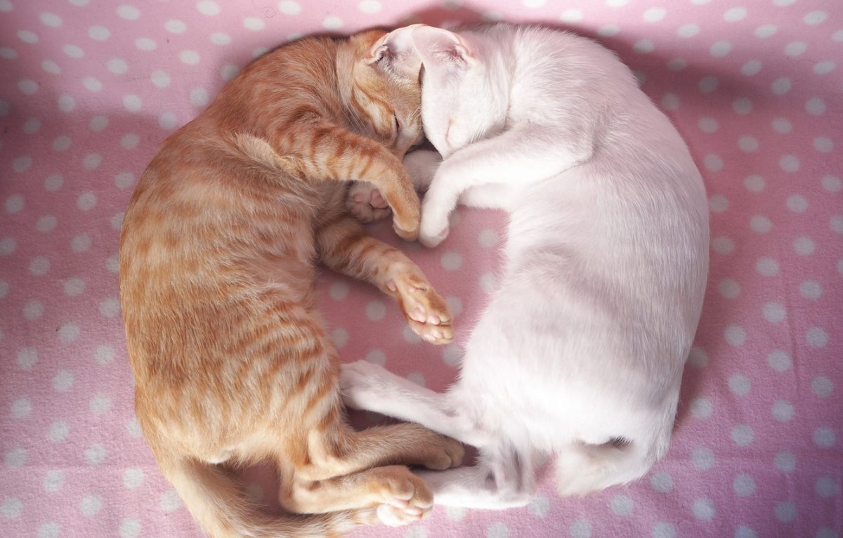 Кошачья любовь