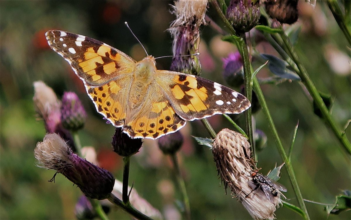 Медведица Кайя бабочка самка