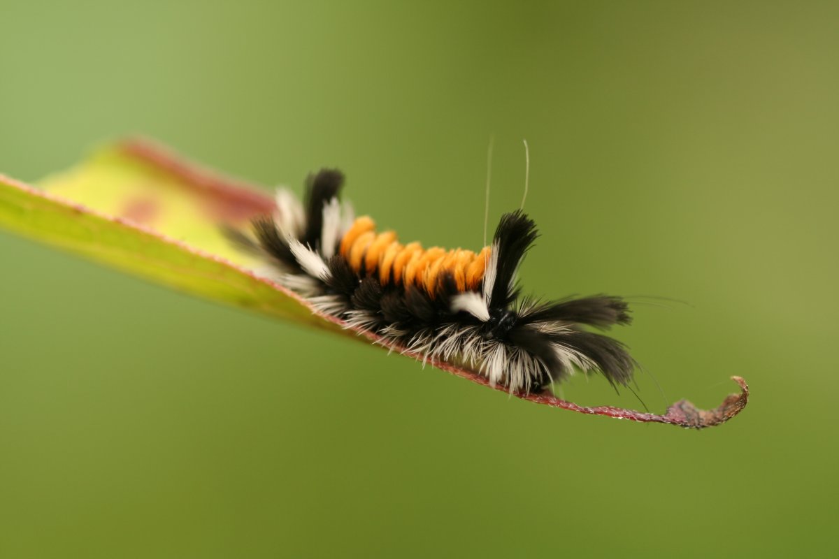 Бабочка Бражник мертвая голова