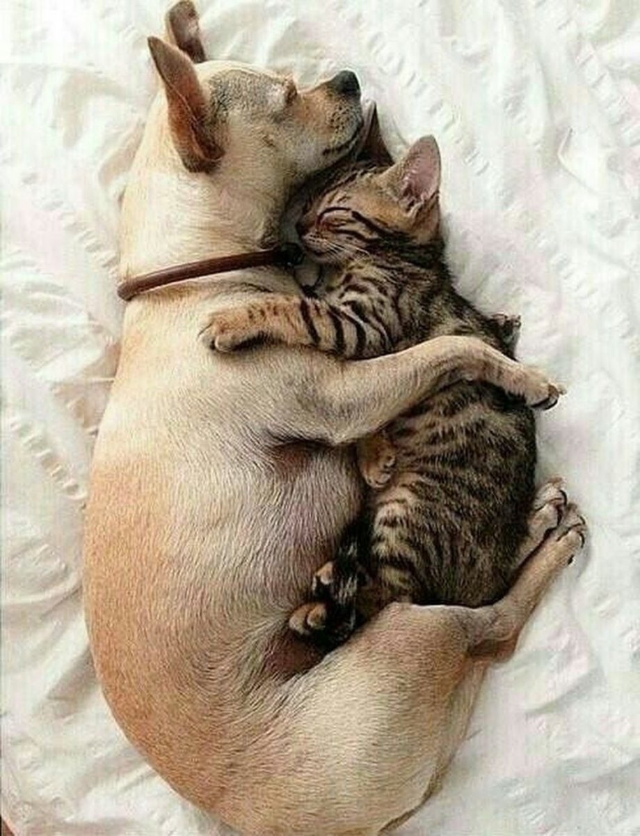 Животные в обнимку