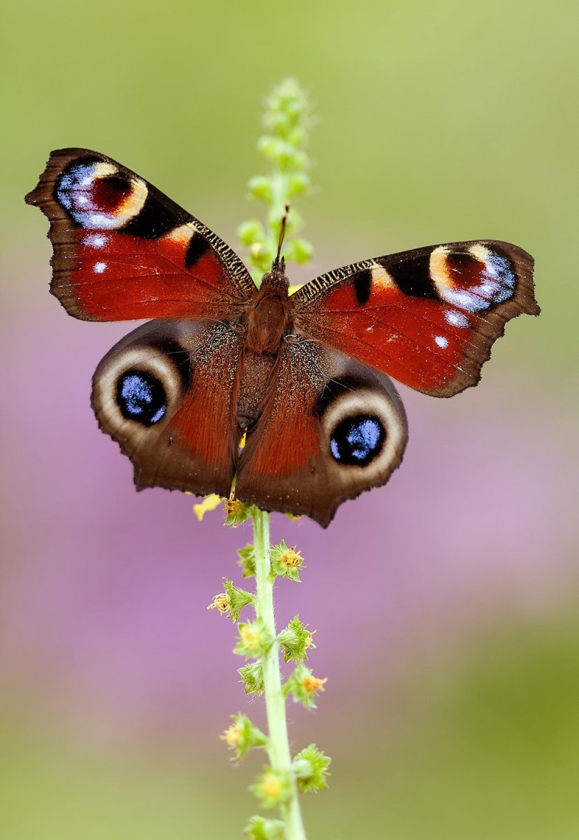 Павлиний глаз (бабочка)
