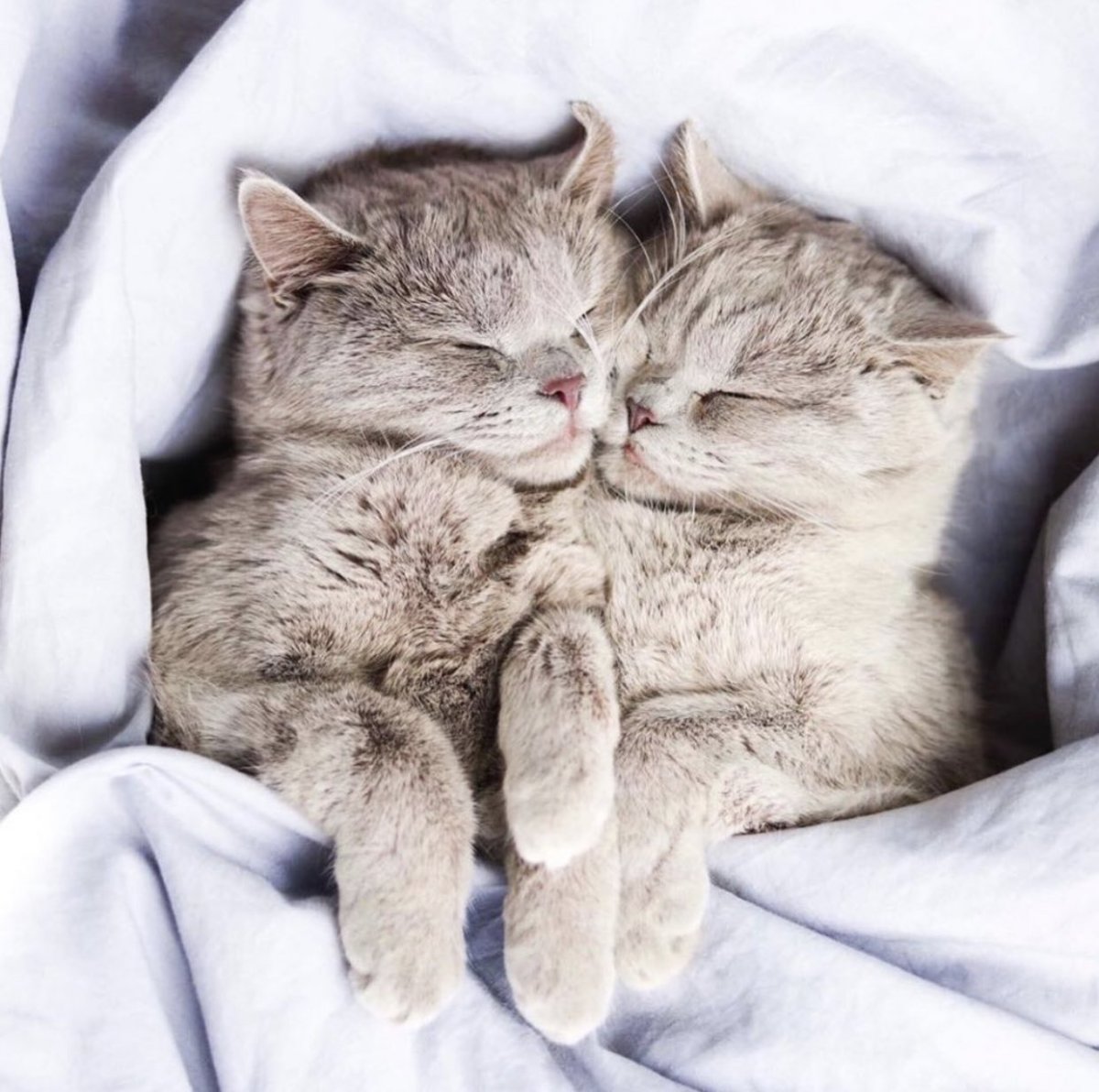 Котенок спит