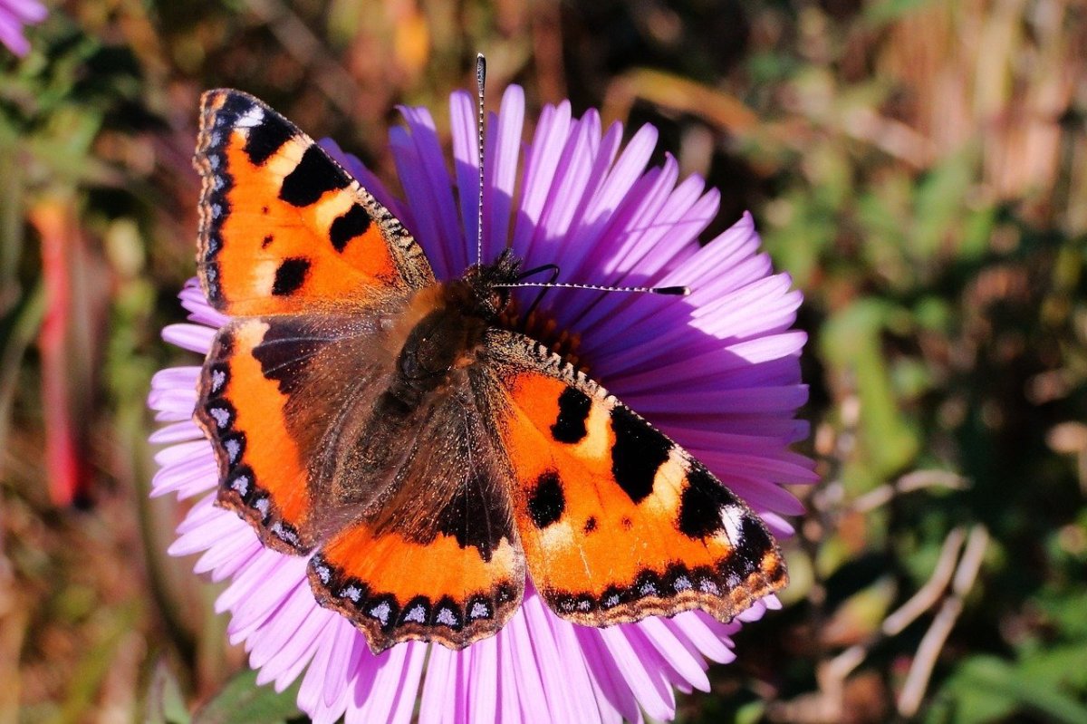 Дневные бабочки средней полосы России