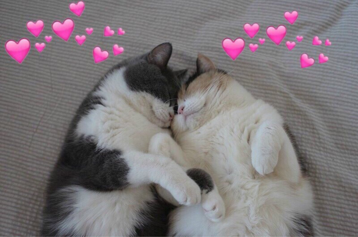 Парные котики