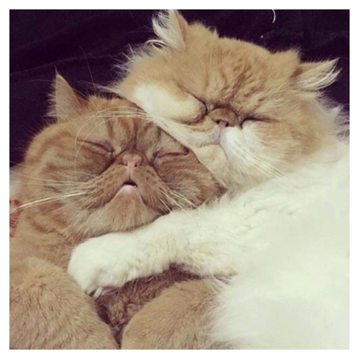 Пухлые котики обнимаются
