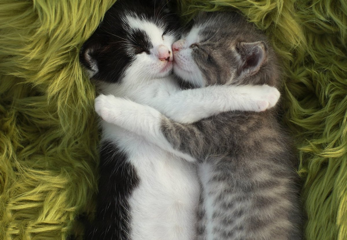 Cute Cats hugs