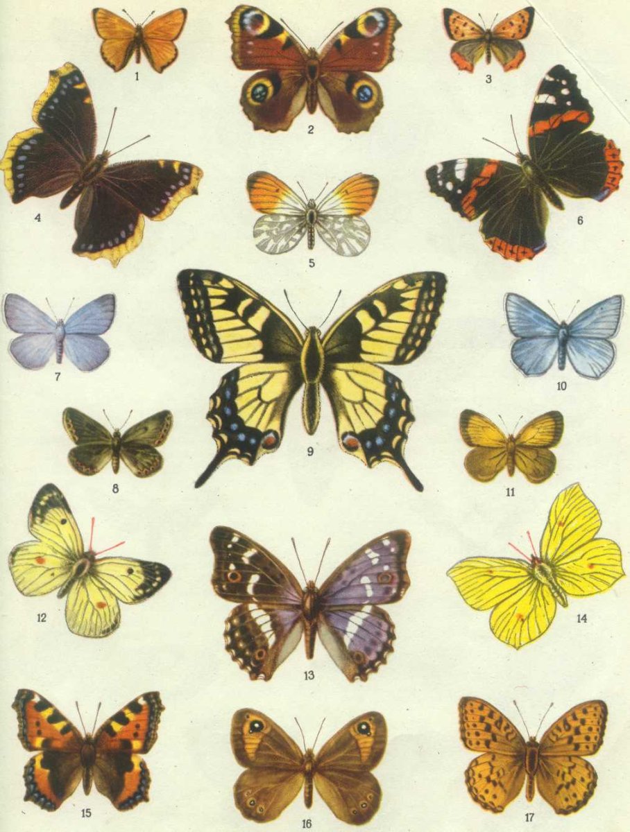 Бабочка Шоколадница