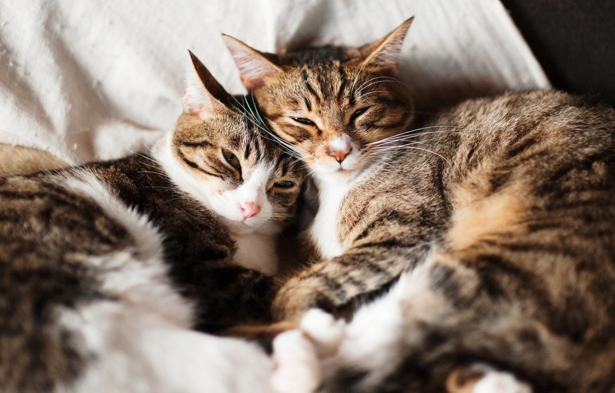 Котики вместе