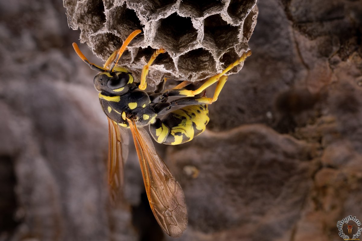 Wasp насекомое