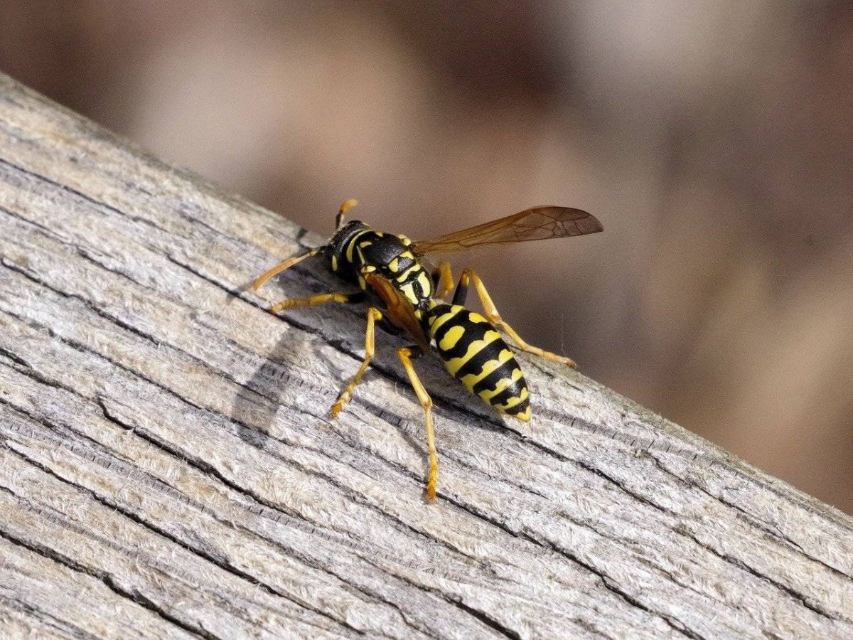 Mud Dauber Wasp