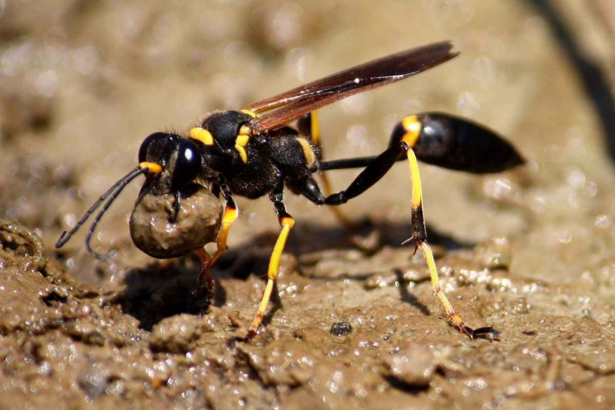 Ancistrocerus antilope