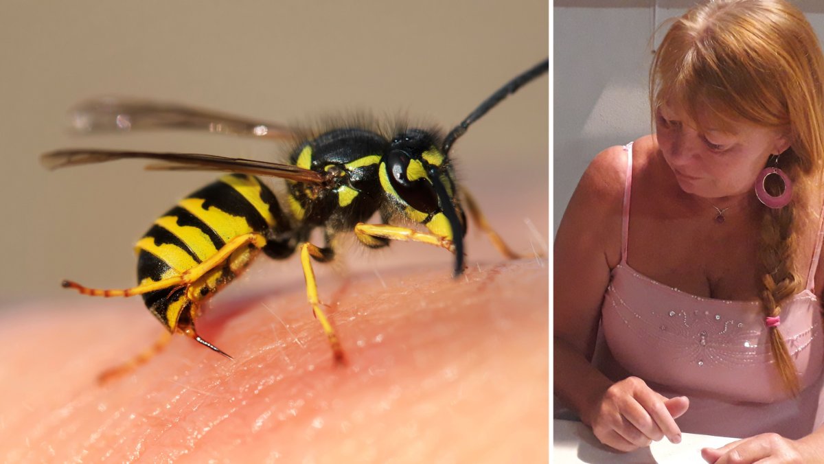 Оса Vespidae