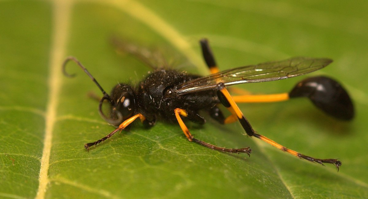 Mud Dauber Оса