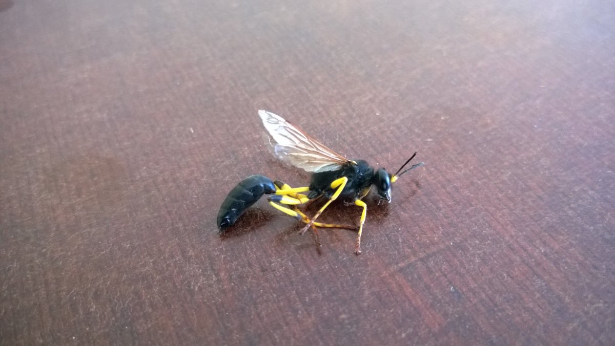 Polistes dominula