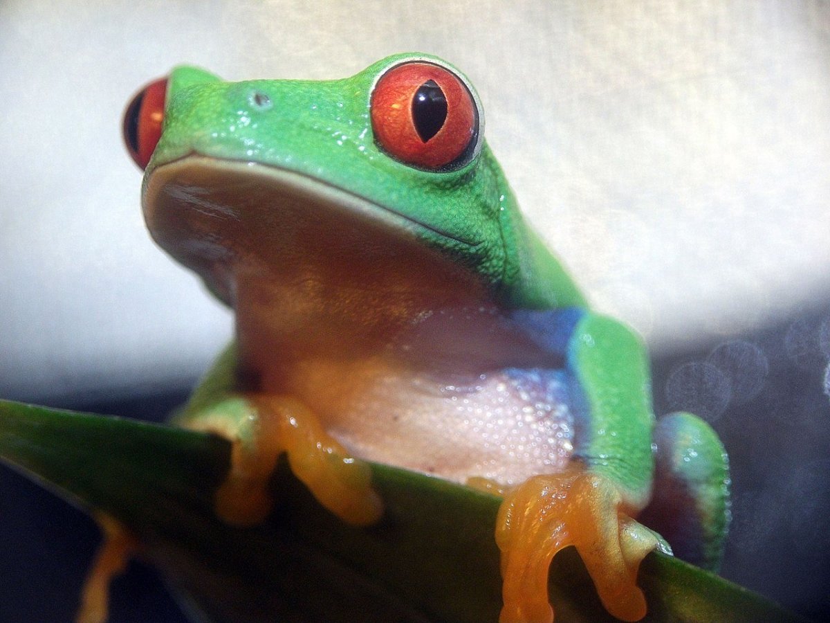Красноглазая квакша (Agalychnis callidryas)
