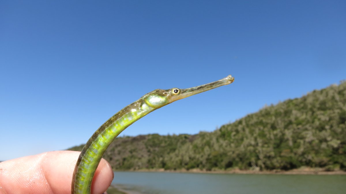 Черноморская змеевидная игла-рыба