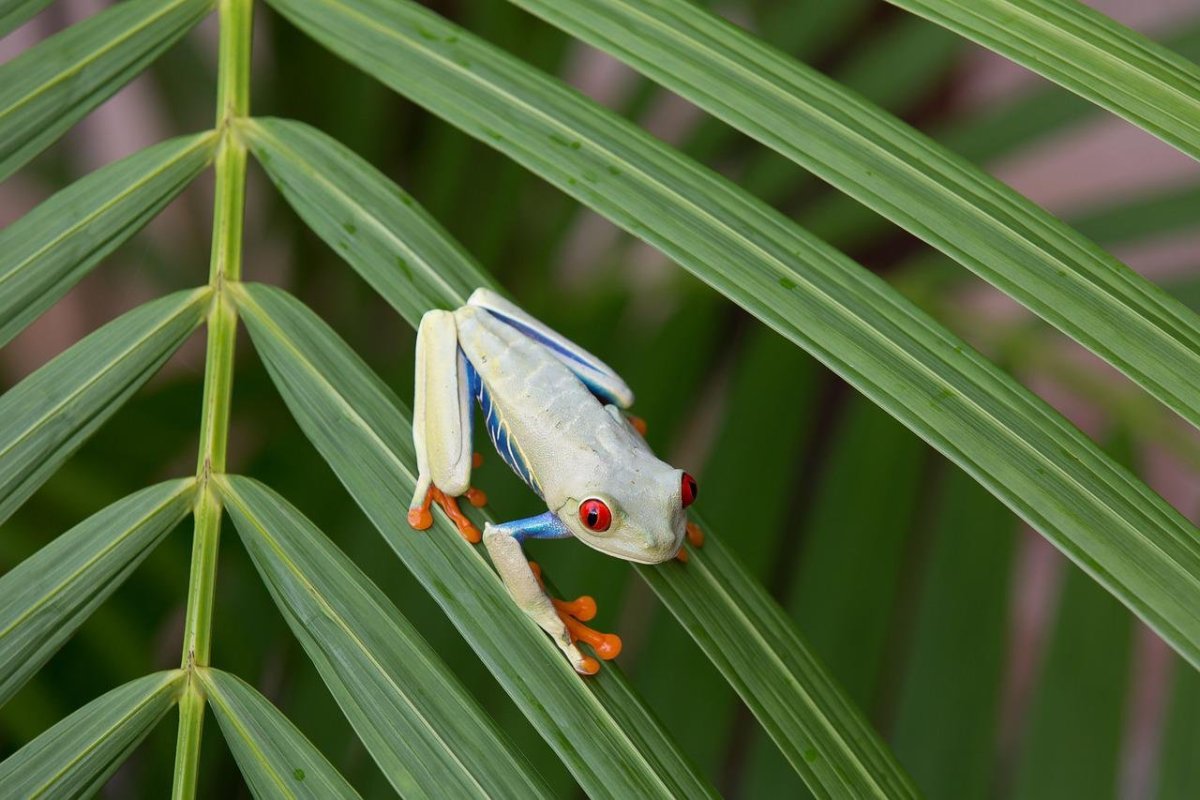 Квакша лемур