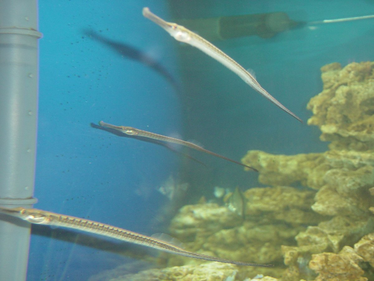 Черноморская Пухлощёкая рыба-игла