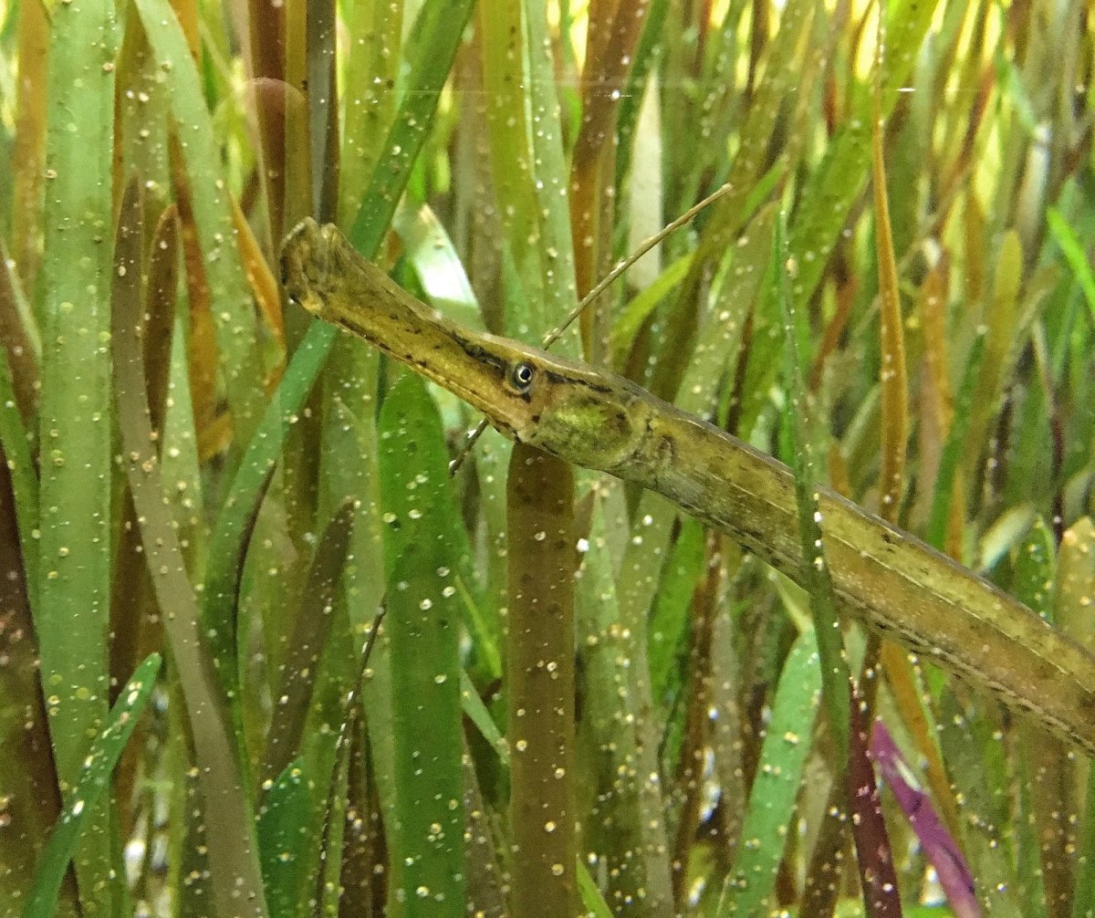 Aulostomus chinensis