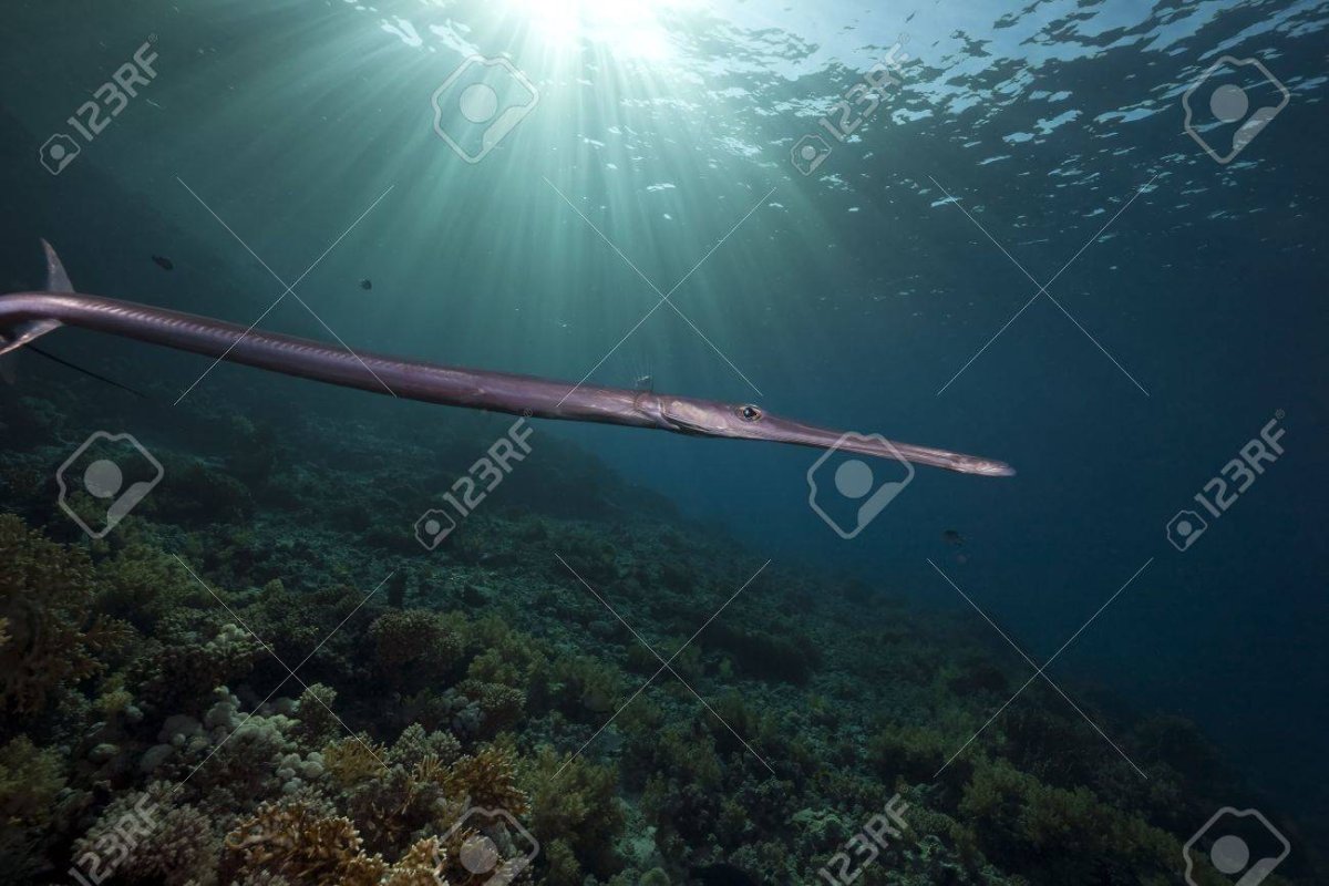 Черноморская Пухлощёкая рыба-игла