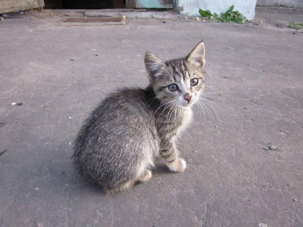 Сибирский Крысолов короткошерстный серый