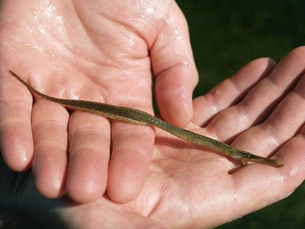 Сарган красное море