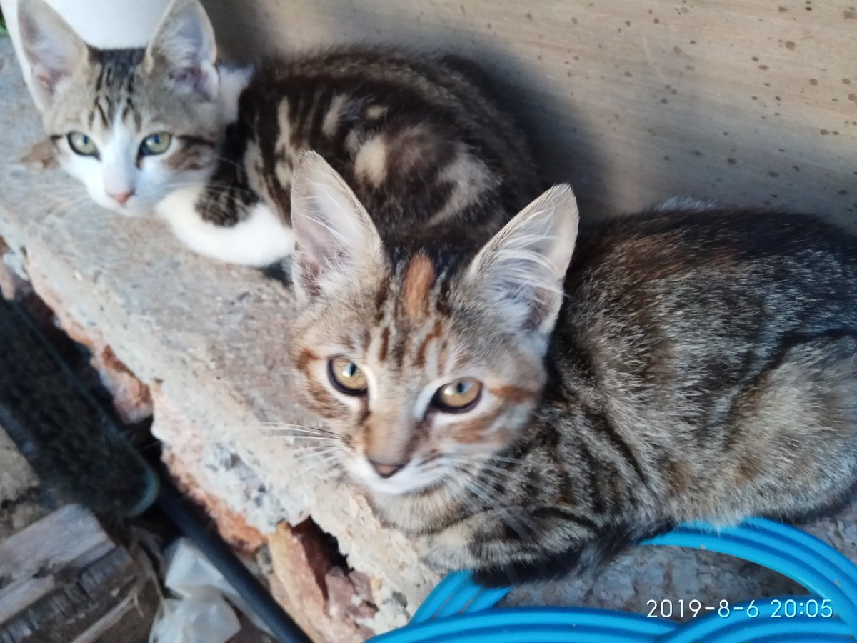 Кот крысолов