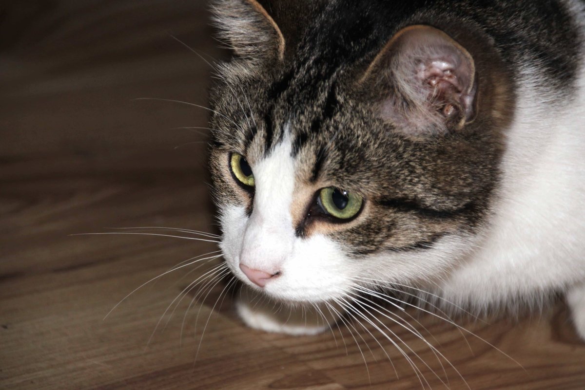 Сибирский Крысолов кошка