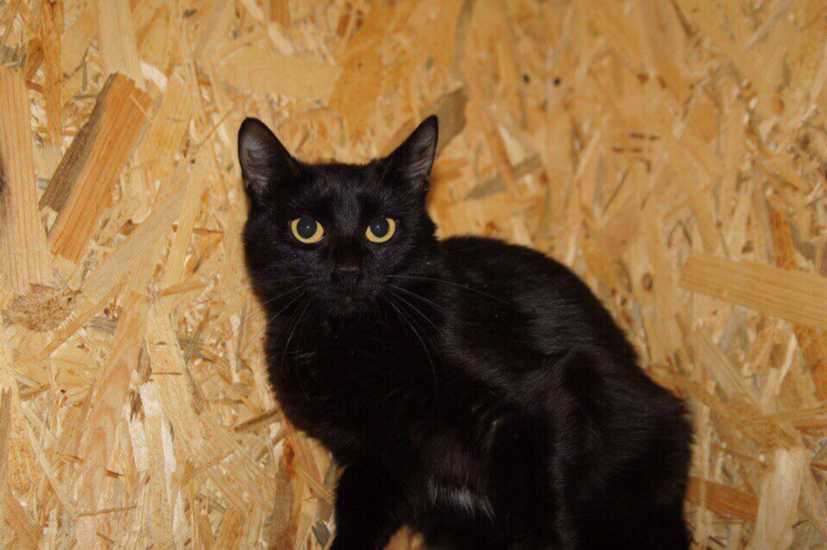 Европейская короткошерстная (Кельтская)