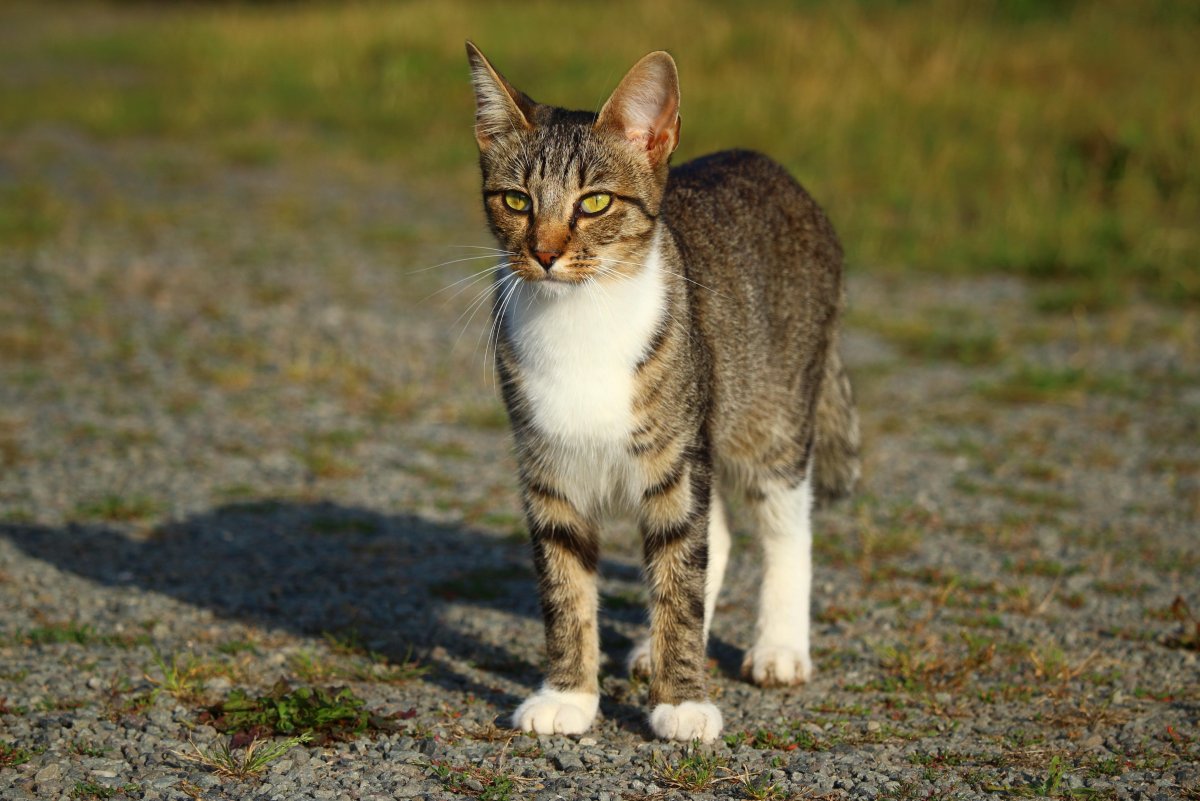 Ирландский Крысолов кот