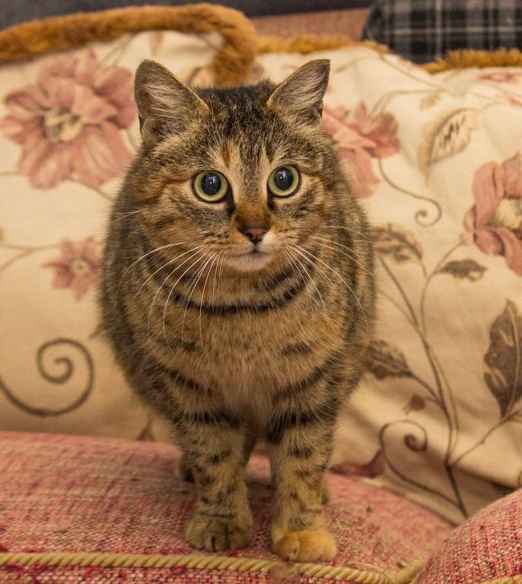 Кот Крысолов порода