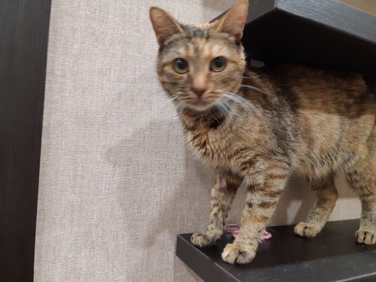 Сибирский Крысолов кошка