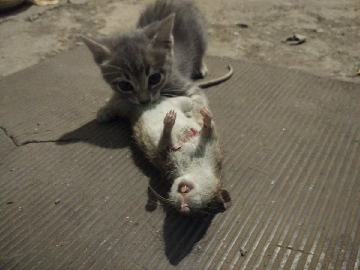 Сибирский Крысолов