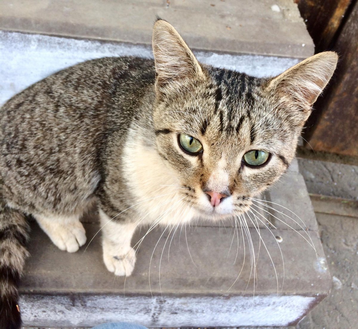 Сибирский Крысолов кошка