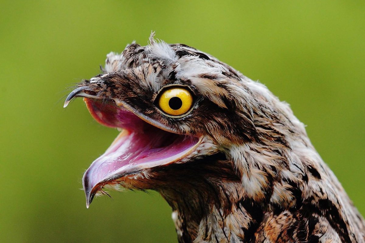 Венесуэла исполинский серый козодой