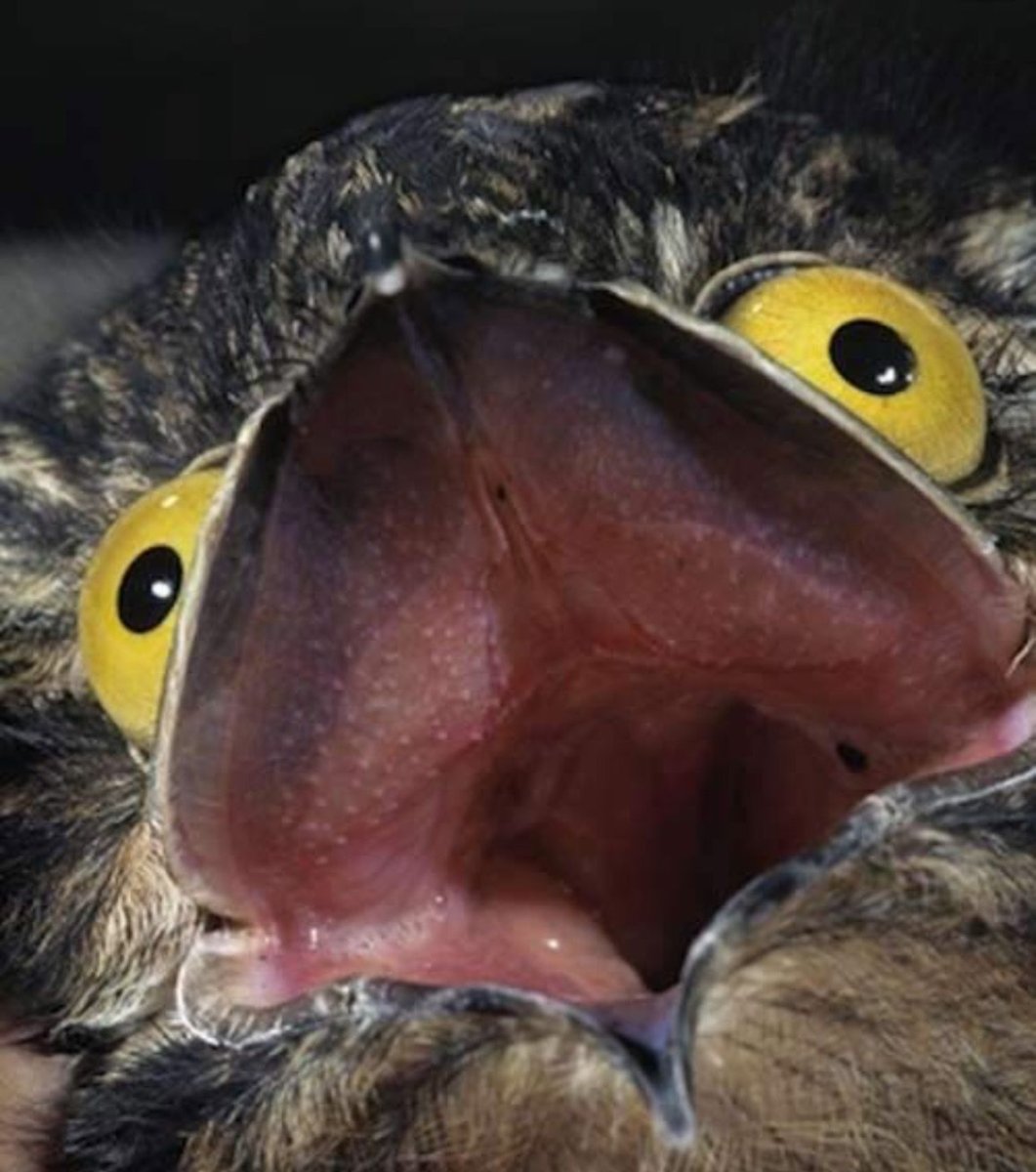 Милый ворон арт