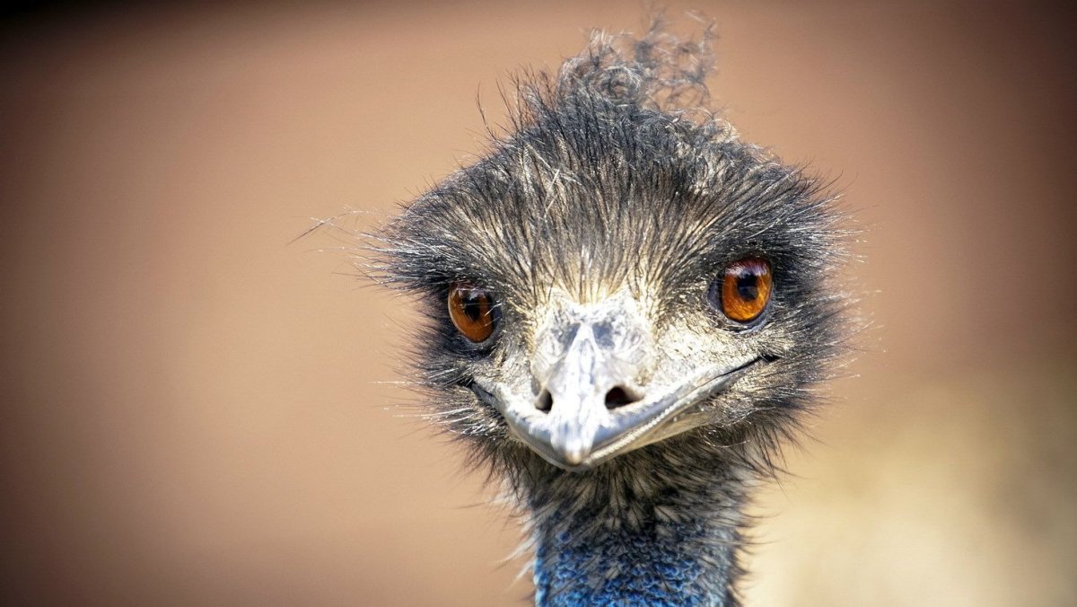 Страус эму с хохолком
