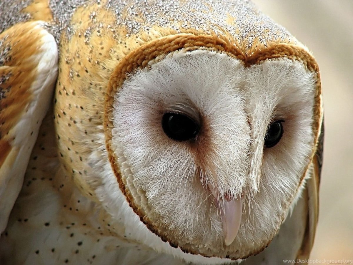 Исполинский козодой