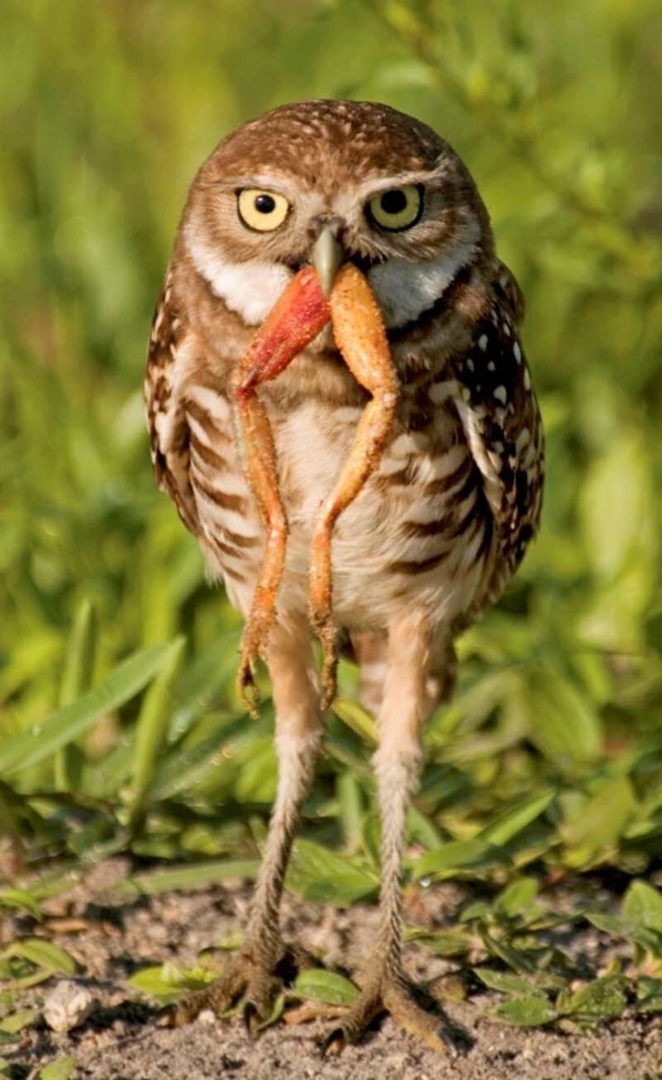 Гульдова амадина птенец