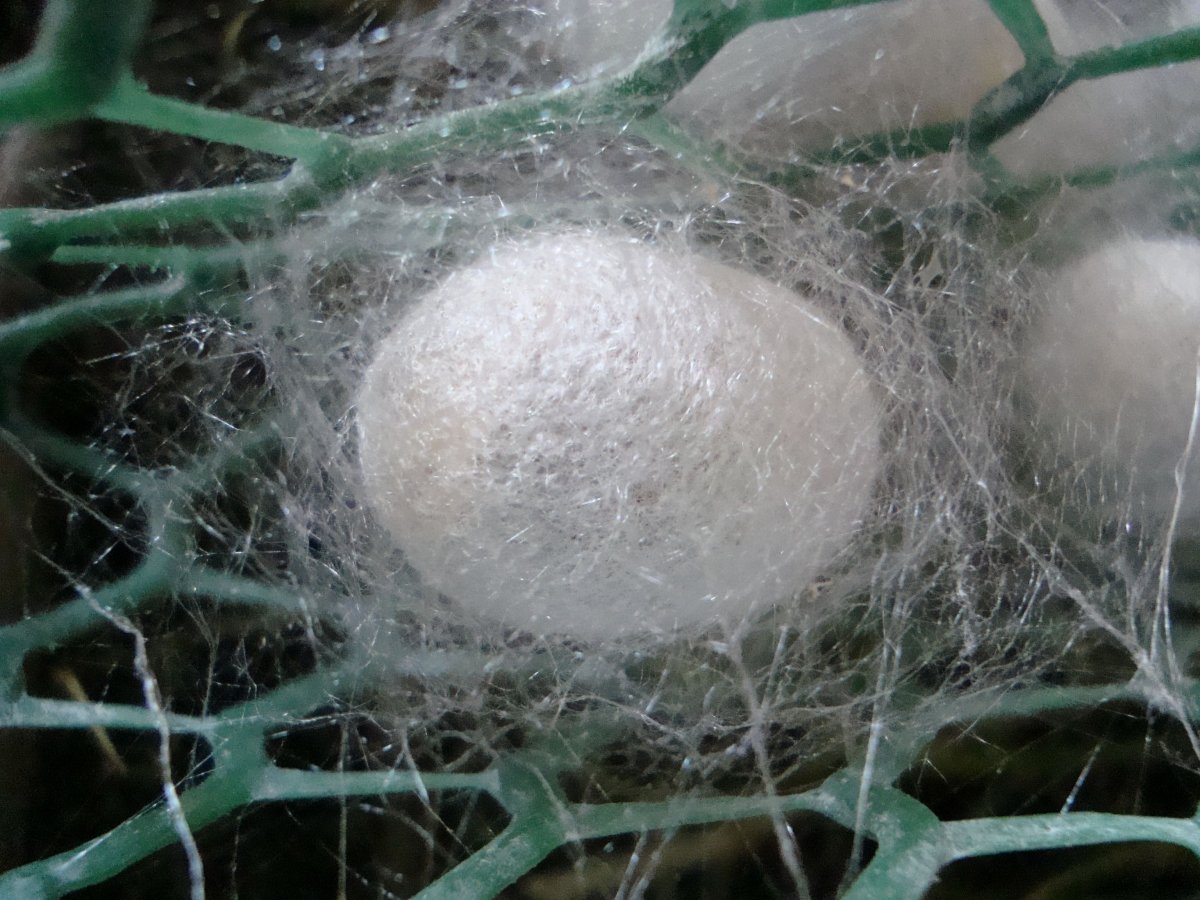 Паутиновый кокон