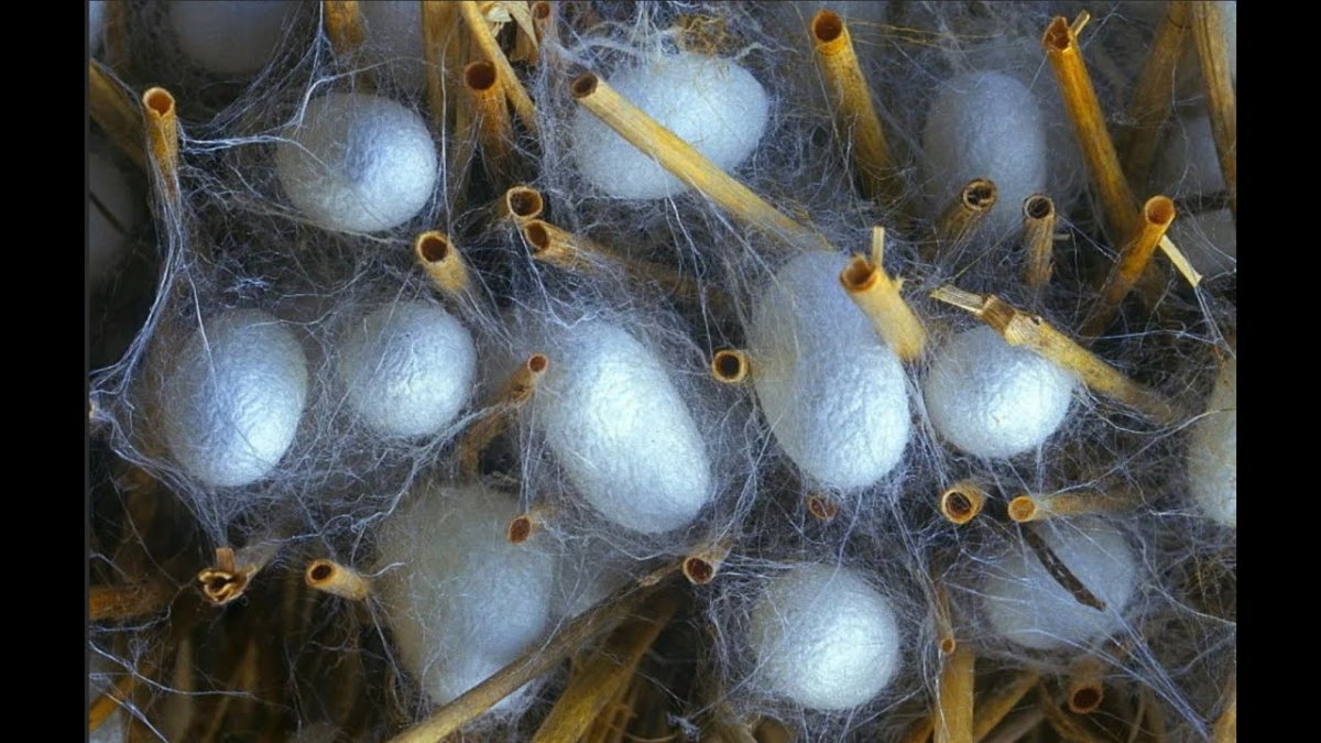 Тутовый шелкопряд кокон