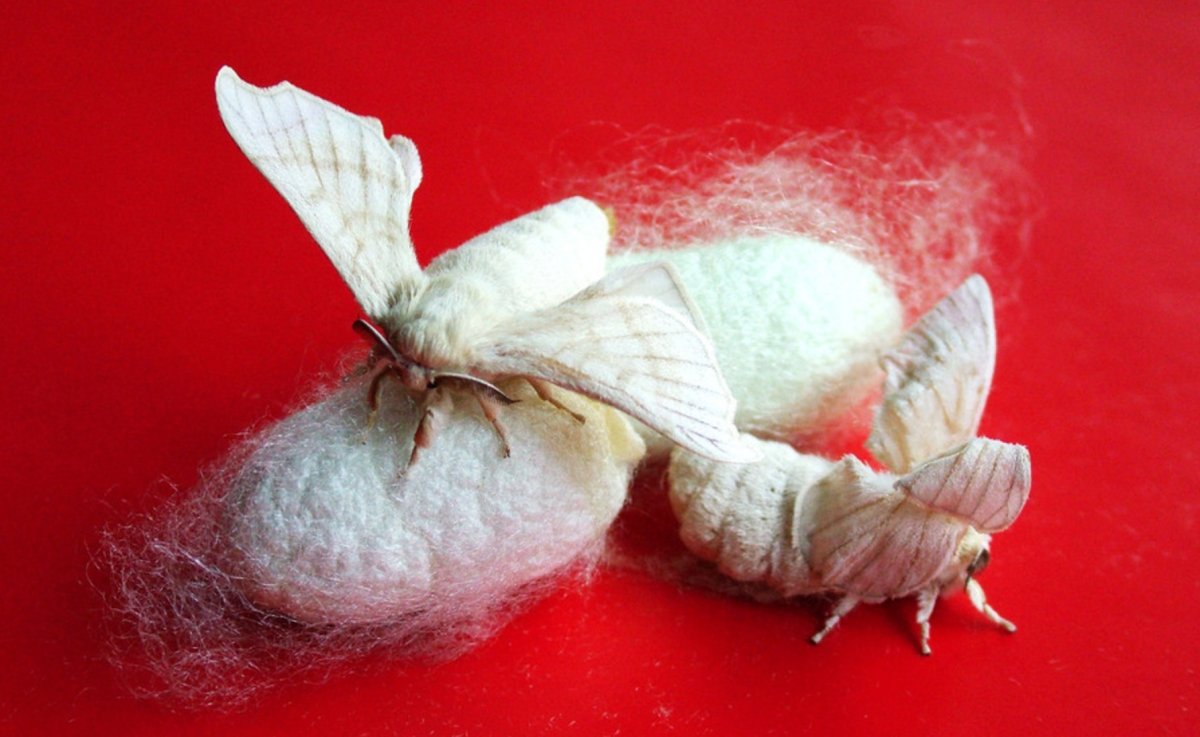 Mulberry Silkworm