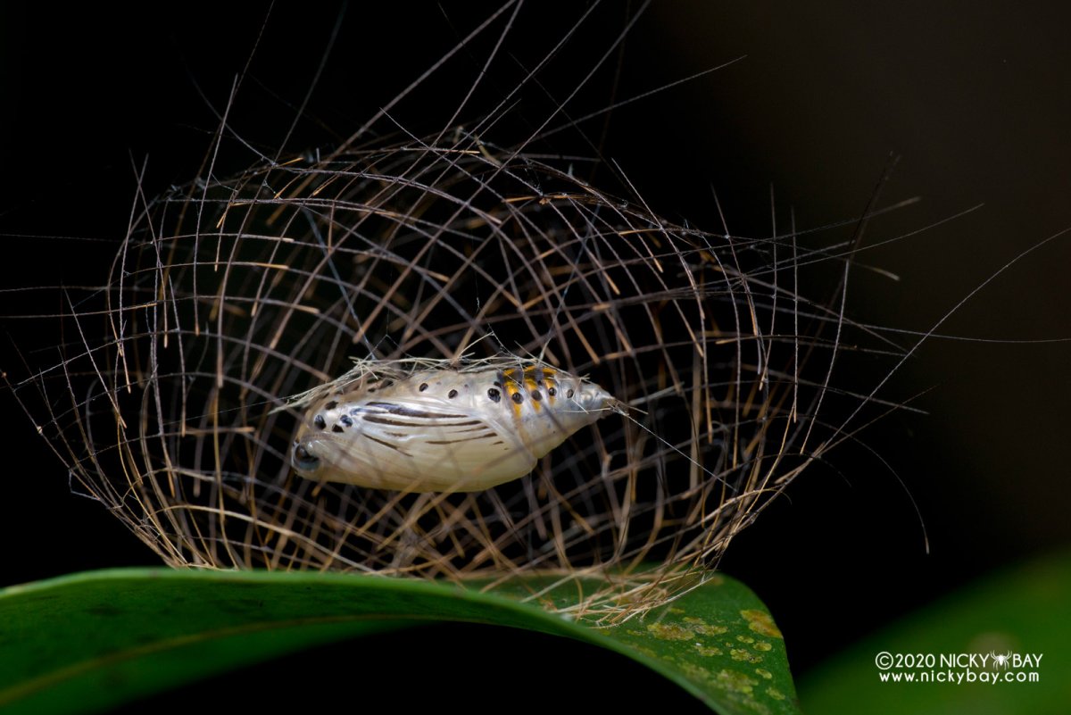 Насекомые в архитектуре