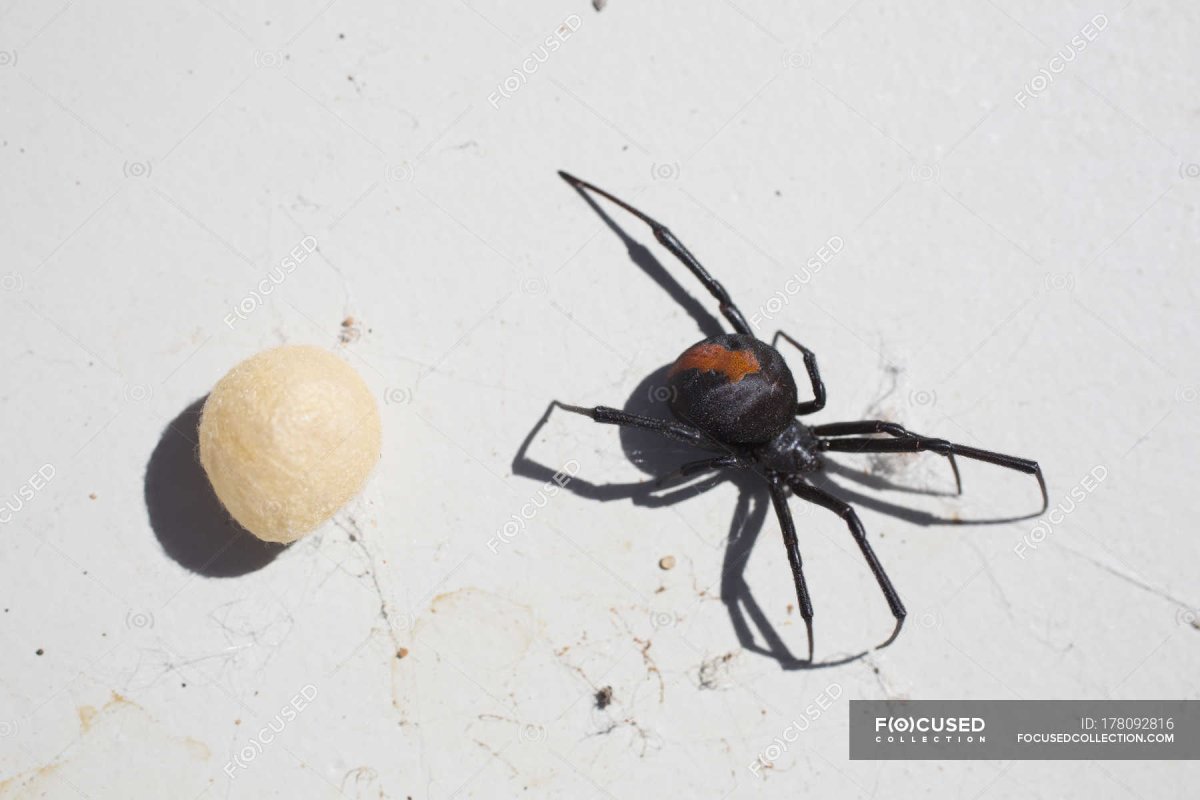 Кокон паука рисунок