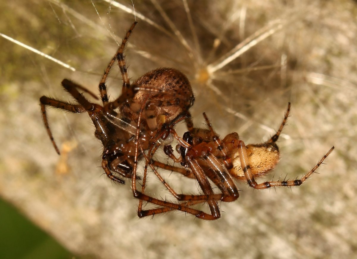 Древние пауки Арахниды
