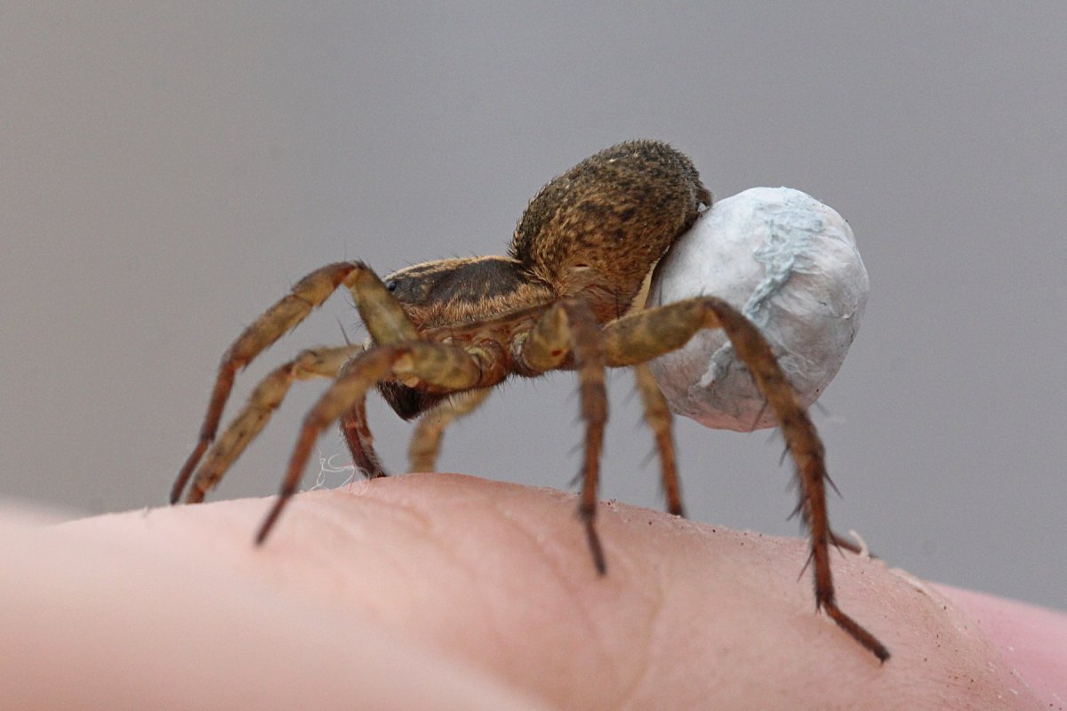 Паук волк крестовик