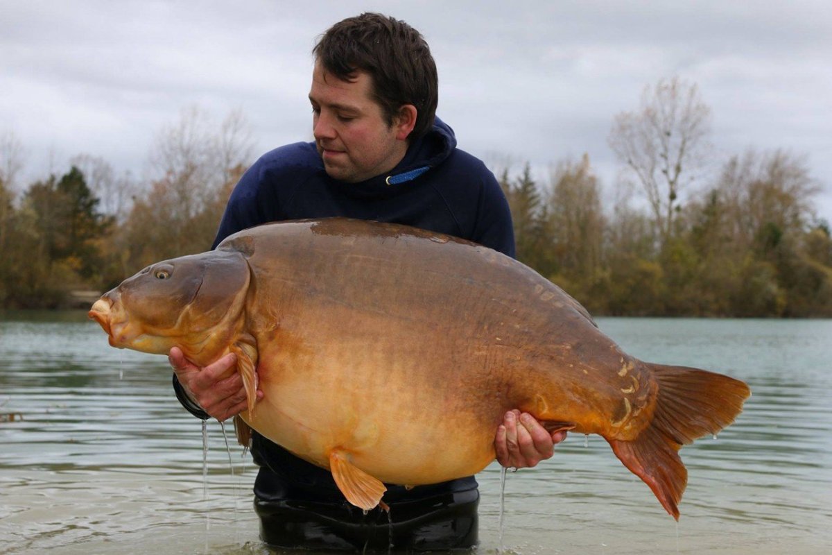 Карпы в Венгрии