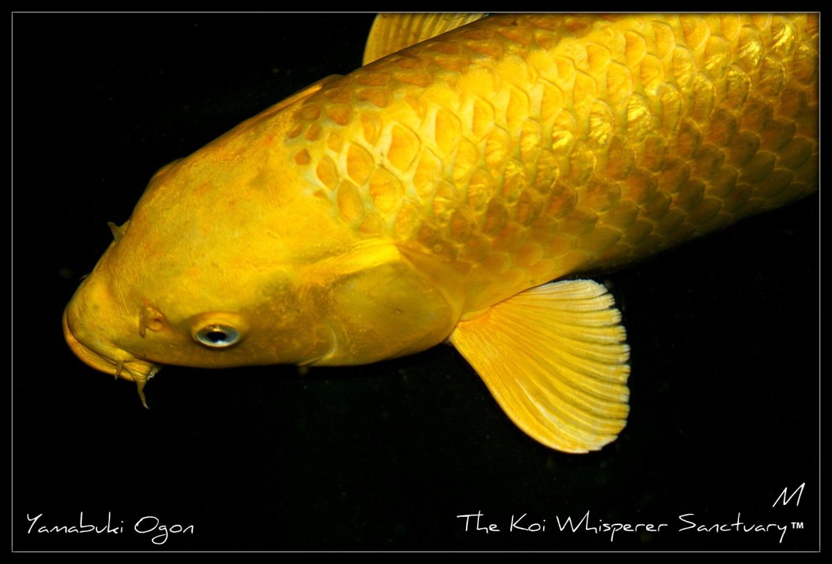 Донской сазан